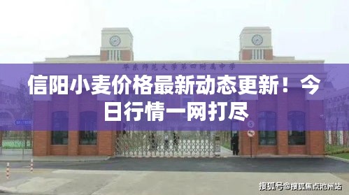 信陽小麥價(jià)格最新動(dòng)態(tài)更新！今日行情一網(wǎng)打盡