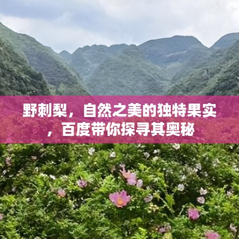 野刺梨，自然之美的獨特果實，百度帶你探尋其奧秘