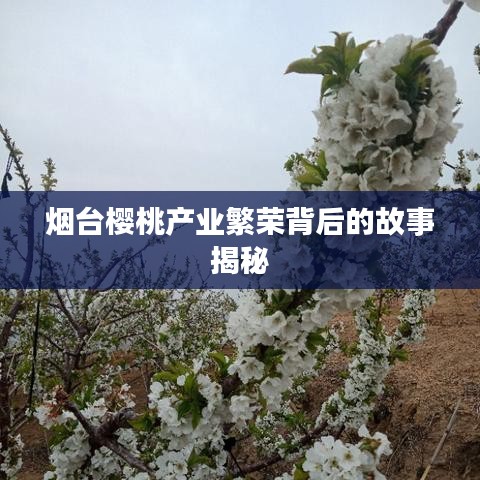 煙臺櫻桃產業繁榮背后的故事揭秘
