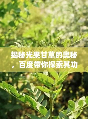 揭秘光果甘草的奧秘，百度帶你探索其功效與價值