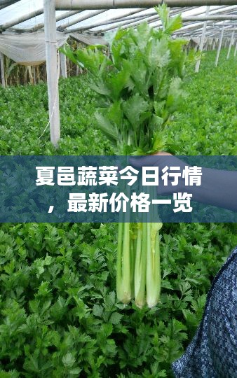 夏邑蔬菜今日行情，最新價格一覽