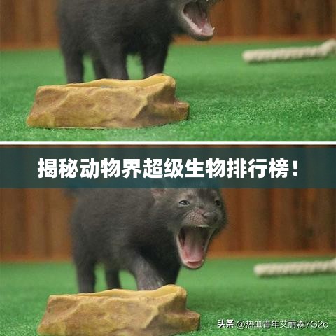獸聚鳥散