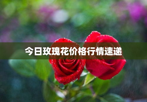 今日玫瑰花價格行情速遞
