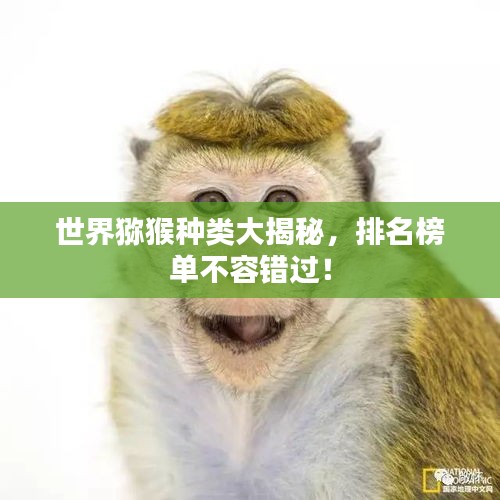 世界獼猴種類大揭秘，排名榜單不容錯過！