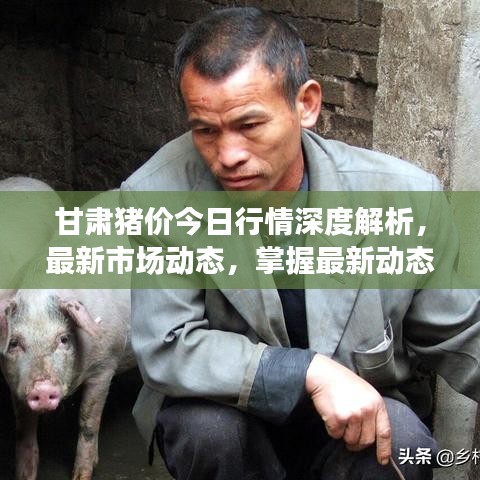 甘肅豬價今日行情深度解析，最新市場動態(tài)，掌握最新動態(tài)趨勢