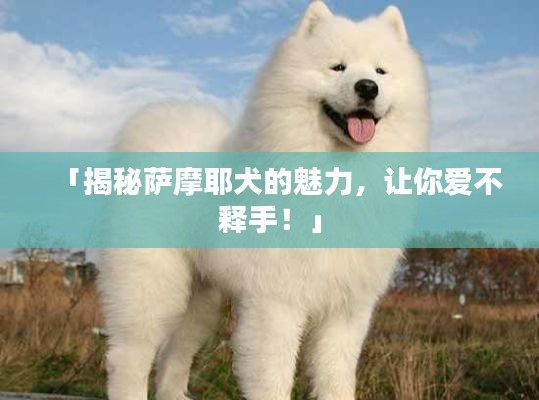 「揭秘薩摩耶犬的魅力，讓你愛不釋手！」