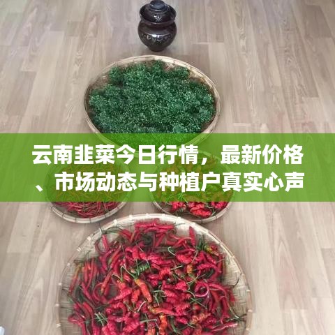 云南韭菜今日行情，最新價(jià)格、市場動態(tài)與種植戶真實(shí)心聲揭秘