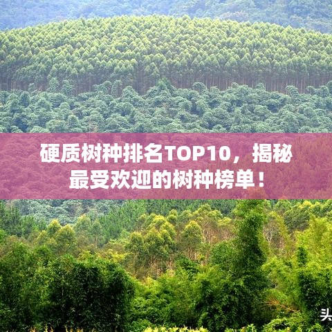 硬質(zhì)樹種排名TOP10，揭秘最受歡迎的樹種榜單！