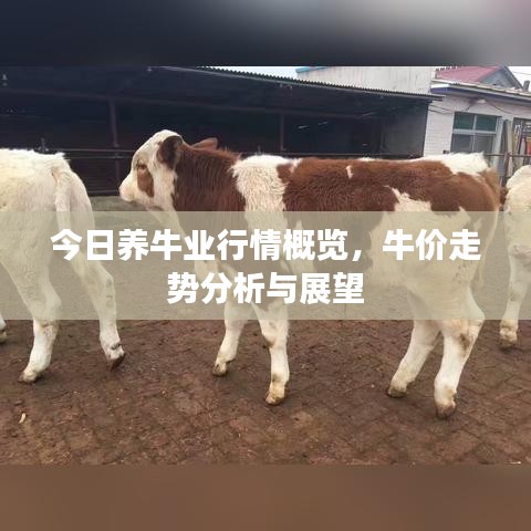 今日養牛業行情概覽，牛價走勢分析與展望
