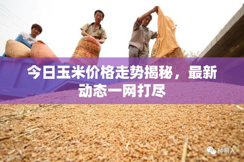 今日玉米價格走勢揭秘，最新動態一網打盡