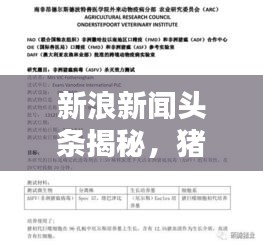 新浪新聞頭條揭秘，豬瘟疫情最新動態報告