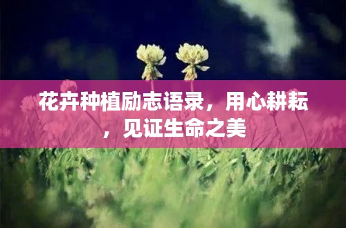 花卉種植勵(lì)志語錄，用心耕耘，見證生命之美