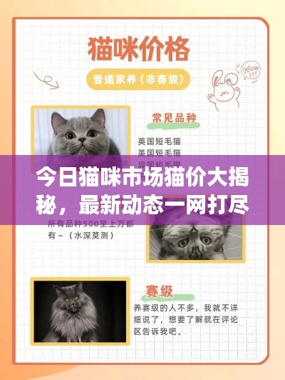 今日貓咪市場貓價大揭秘，最新動態(tài)一網(wǎng)打盡！