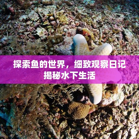 探索魚的世界，細致觀察日記揭秘水下生活